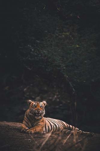 mammal orange tiger tiger