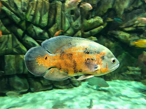 aquatic Oscar fish water