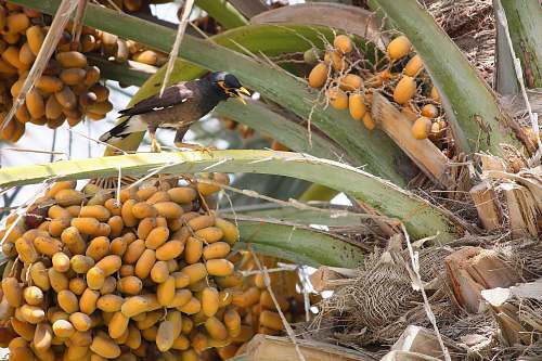 bird oval yellow fruits plant