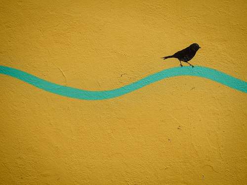 bird painting of bird padova