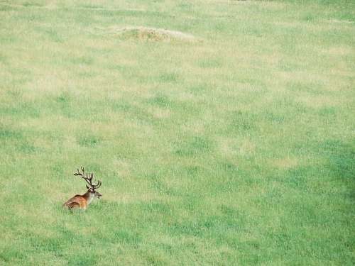 wildlife painting of ram on lawn antelope