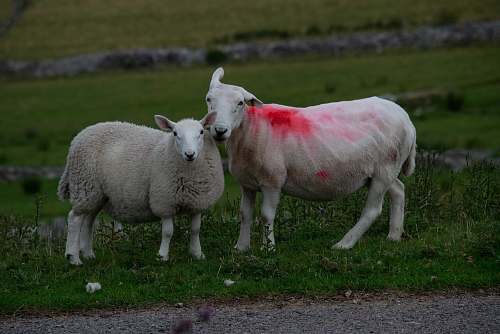 sheep pair of white sheep standing on green grass mammal