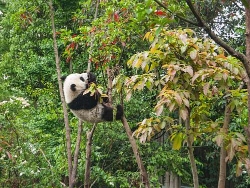 mammal panda climbing on tree during daytime giant panda