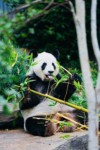 bear panda eating bamboo wildlife
