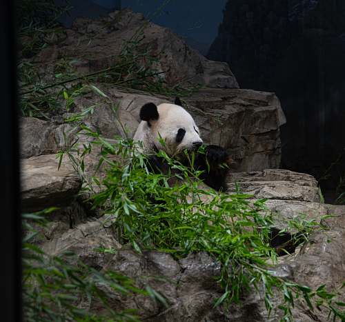 bear panda eating grass giant panda