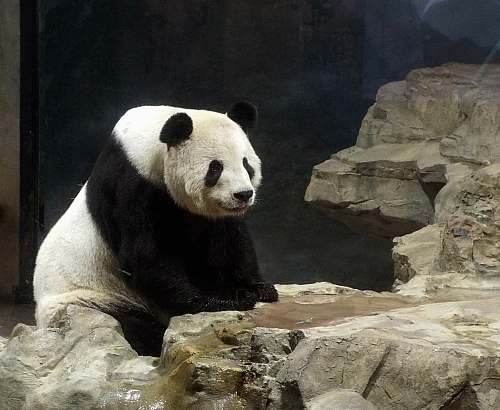 bear panda on rock giant panda