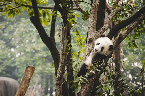 bear panda on tree giant panda