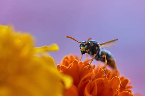 wasp paper wasp on orange flower bee