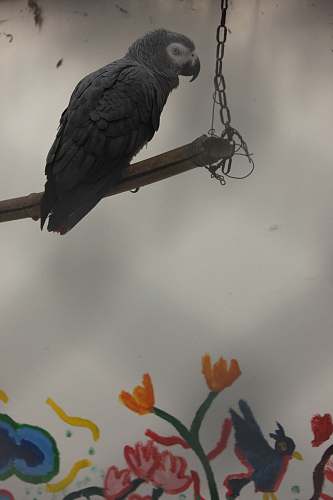 bird parrot perching parrot