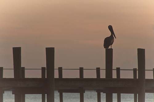 bird pelican bird perching on wooden bridge \ water
