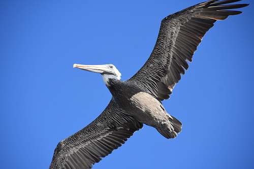 bird pelican flying pelican