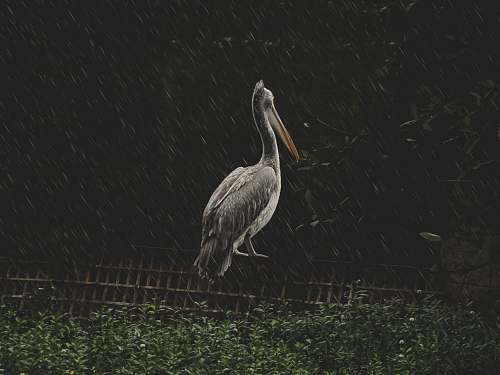 bird pelican on wooden frame stork
