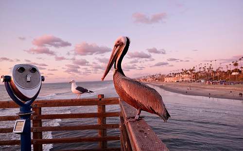 bird pelican standing on wooden rails pelican