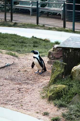 bird penguin near moss covered rock penguin