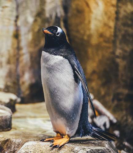 bird penguin on rock penguin