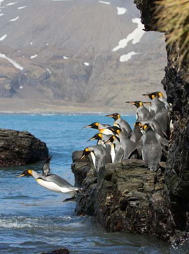 bird penguins standing on rock formation booby
