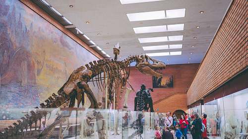 reptile people standing near dinosaur skeleton dinosaur