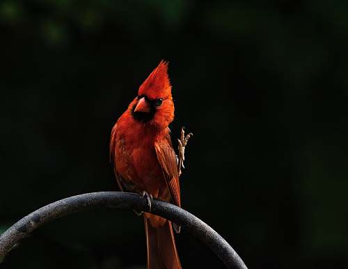 bird perched cardinal cardinal