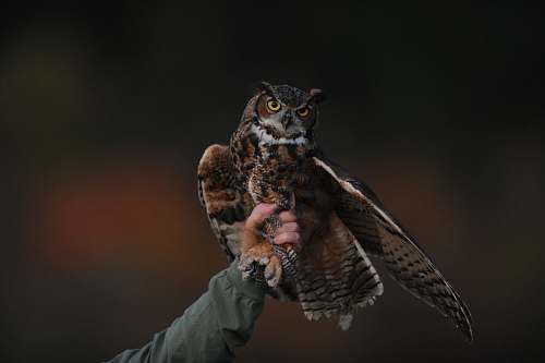 bird person holding brown owl owl