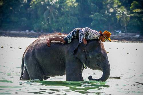 mammal person riding elephant wildlife