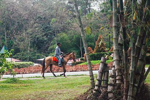 mammal person riding horse near trees horse
