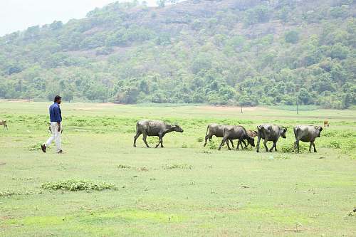 cattle person walking near herd of cattles cow