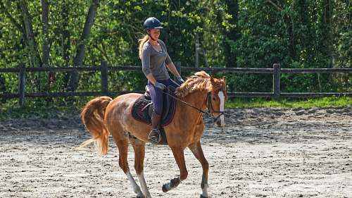 mammal person wearing gray crew-neck shirt riding horse person