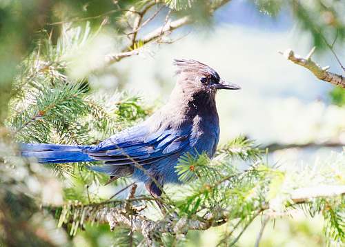 bird photo of black and blue bird jay