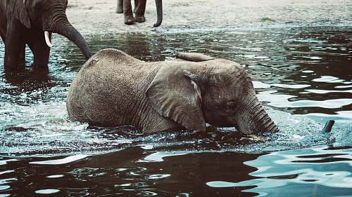 mammal photo of black elephant swimming on body of water elephant