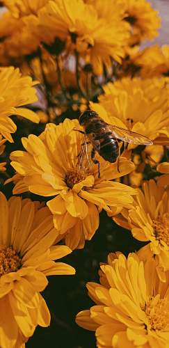 invertebrate photo of brown and black bee on yellow flowers honey bee