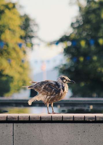 bird photo of brown bird water