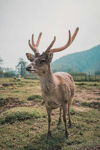 deer photo of brown deer antelope