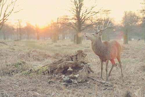 wildlife photo of brown deer deer