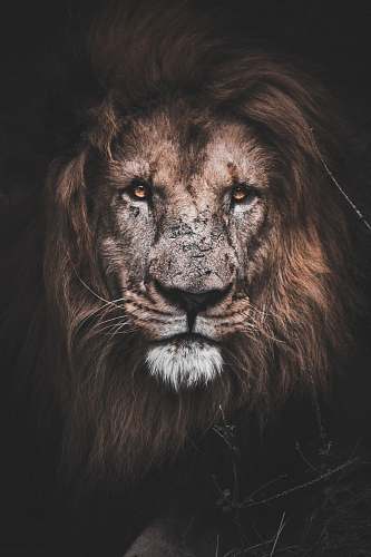 lion photo of brown lion mauritius
