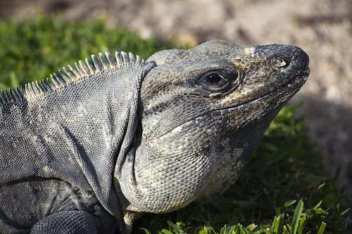 iguana photo of gray lizard lizard