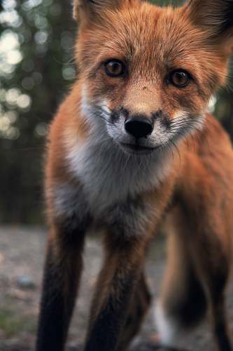 wildlife photo of red fox fox