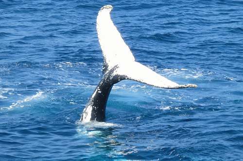 whale photo of whale tail sydney