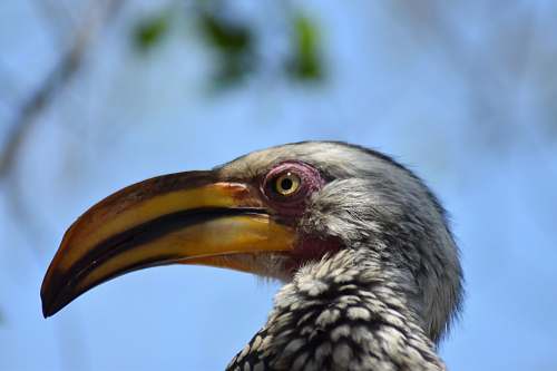 bird photo of white and black bird beak