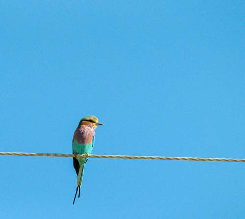 bird photography of blue and pink Bee-eater bird perching on wire bee eater