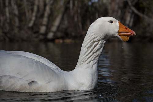 bird photography of white geese on body of water goose