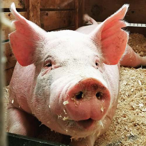 mammal pig lies on ground pig