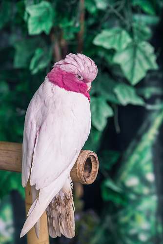 bird pink and white bird on bamboo parrot