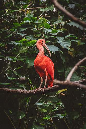 bird pink flamingoe plant