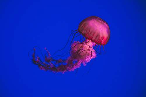 jellyfish pink jellyfish swimming underwater invertebrate