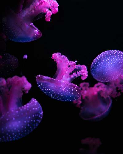 jellyfish pink jellyfishes floating underwater purple