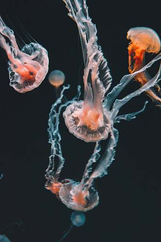 jellyfish pink jellyfishes underwater sea life