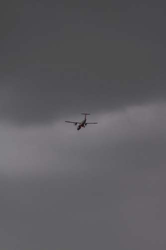 bird plane on mid air flying