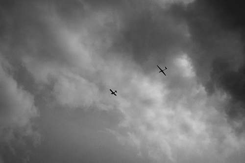 bird planes on flight black-and-white