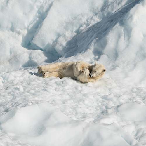 lion polar bear lying on ice wildlife