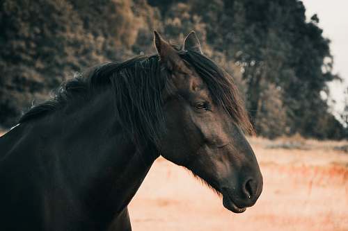 mammal portrait of black horse horse